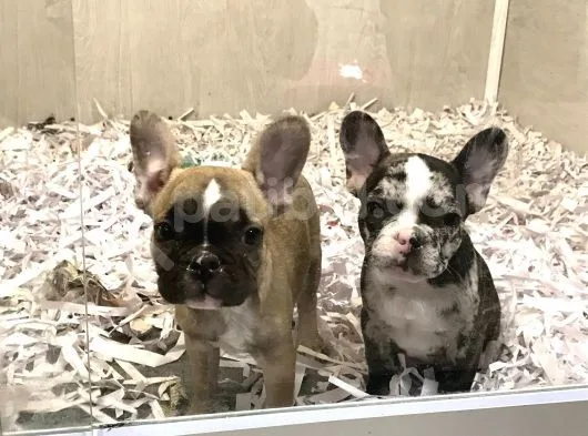 30 Yillik Canpetten Fawn Ve Merle French Bulldog Yavrulari