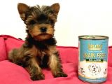 30 Yıllık Canpetten Teacup Yorkshire Terrier Yavruları