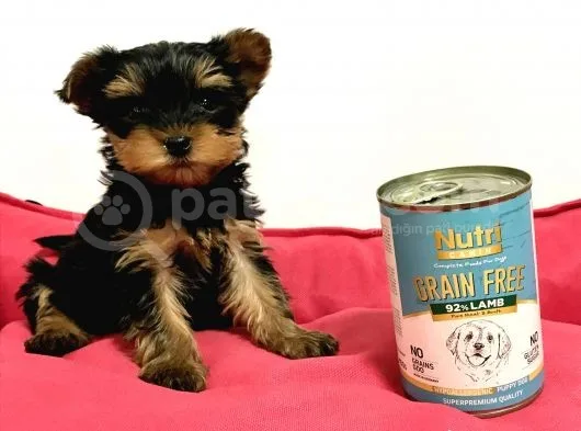 30 Yıllık Canpetten Teacup Yorkshire Terrier Yavruları
