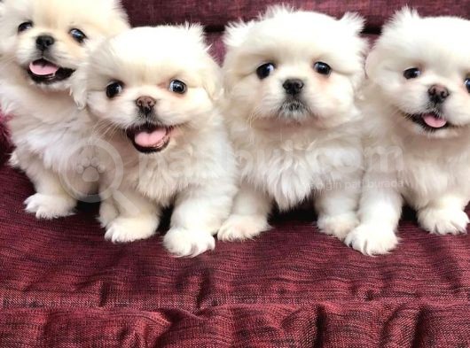 30 Yıllık  Canpetten Pekinez Yavrularımız görsel