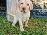 Fci Şecereli Labrador Retriever