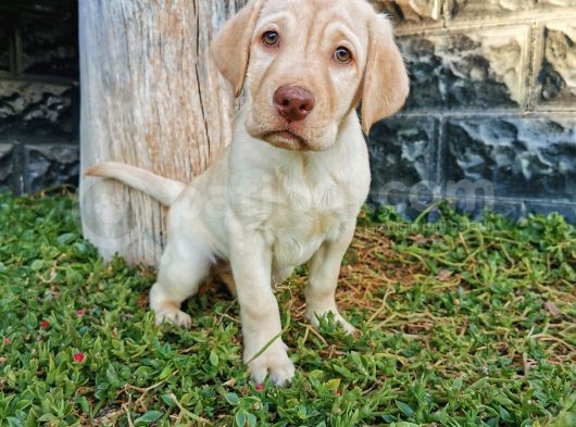 Fci Şecereli Labrador Retriever görsel