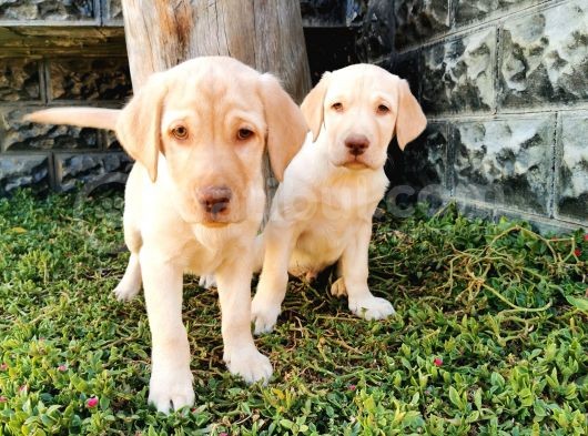Fci Şecereli Labrador Retriever görsel