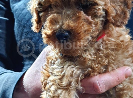 Toy Poodle görsel