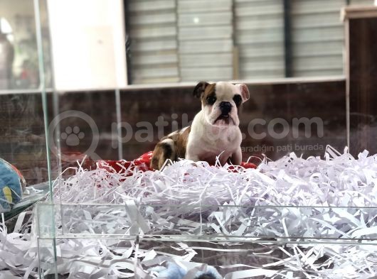 Safkan İngiliz Buldog Yavrum görsel