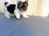 Sağlık Ve Irk Garantili Morkie Yavrularımız