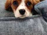 Cavalier King Charles Bebekler