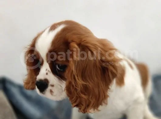 Cavalier King Charles Bebekler