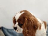 Cavalier King Charles Bebekler