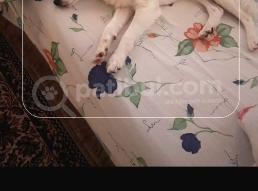 Acil Acil Terrier White görsel