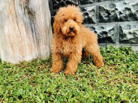 Red Brown Toy Poodle görsel