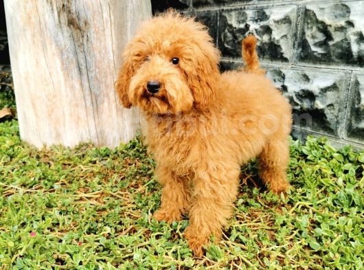 Red Brown Toy Poodle görsel