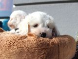 Küçük Maltipoo Bebeklerim