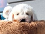 Küçük Maltipoo Bebeklerim