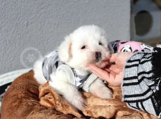 Küçük Maltipoo Bebeklerim
