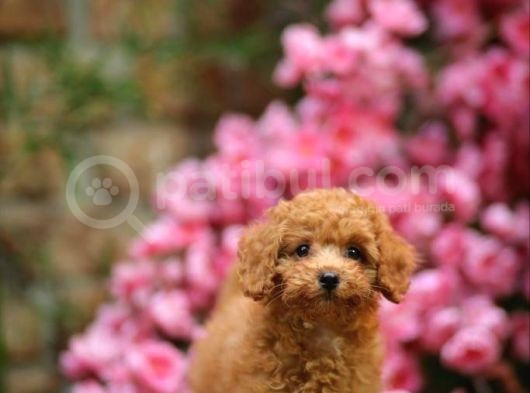 Toy Poodle görsel
