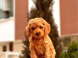 Safkan Red Brown Toy Poodle Yavrular