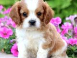 Cavalier King Charles Yavrular