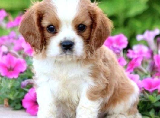 Cavalier King Charles Yavrular görsel