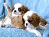 Cavalier King Charles Yavrular