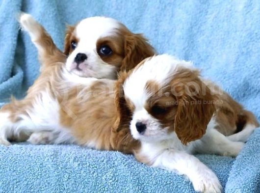 Cavalier King Charles Yavrular görsel