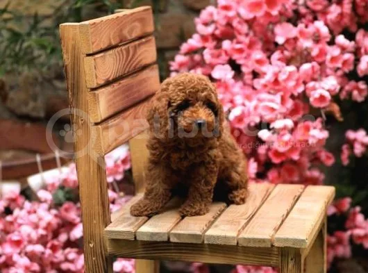 Toy Poodle