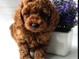 Toy Poodle