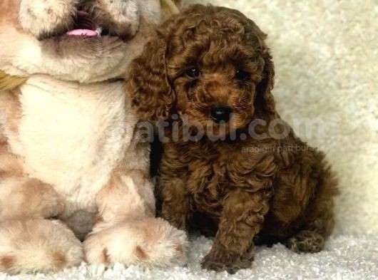Toy Poodle görsel