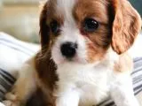 Cavalier King Charles Yavrular