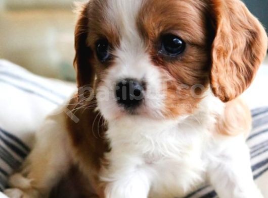 Cavalier King Charles Yavrular görsel