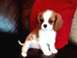 Cavalier King Charles Yavrular