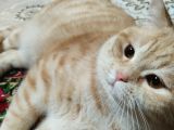 Cins,Oyuncu,Sağlıklı,Tombul Kedim, Erkek