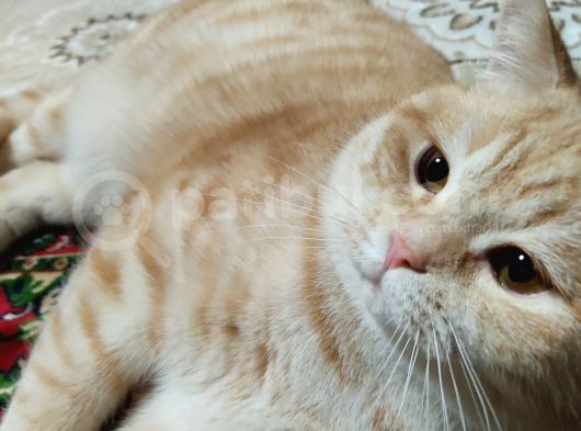 Cins,Oyuncu,Sağlıklı,Tombul Kedim, Erkek görsel