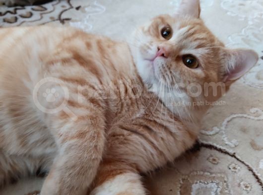 Cins,Oyuncu,Sağlıklı,Tombul Kedim, Erkek görsel