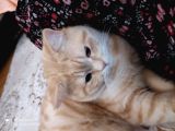 Cins,Oyuncu,Sağlıklı,Tombul Kedim, Erkek