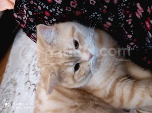 Cins,Oyuncu,Sağlıklı,Tombul Kedim, Erkek