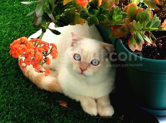 Scottish Fold Oğlumuza Ankaradan Es Ariyoruz görsel