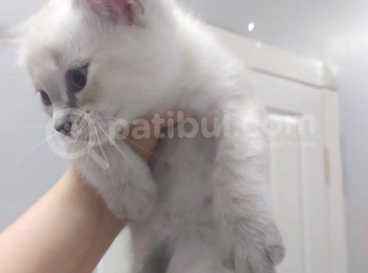 Bri̇ti̇sh Shorthai̇r Lynx Poi̇nt Di̇şi̇ Yavrumuz görsel