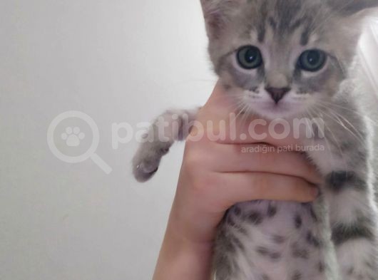 Bri̇ti̇sh Shorthai̇r Si̇lver Di̇şi̇ Yavrumuz görsel