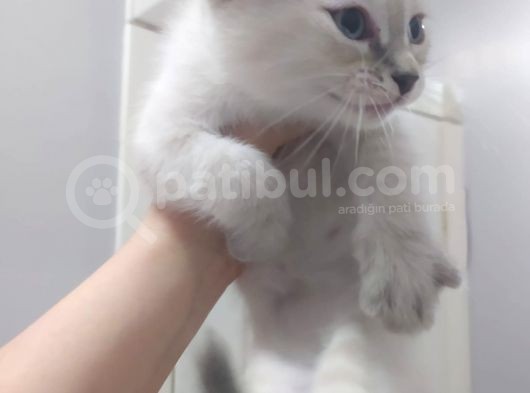 Bri̇ti̇sh Shorthai̇r Lynx Poi̇nt Di̇şi̇ Yavrumuz görsel