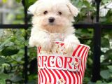 0 Numara Maltese Terrier Dişi Yavrumuz