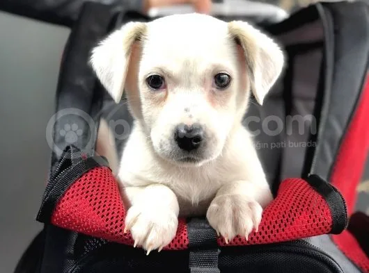 Teslime Hazır Jack Russel Yavrumuz