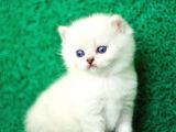 Irk Ve Sağlık Garantili Scottish Fold&Straight Yavrular