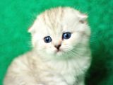 Irk Ve Sağlık Garantili Scottish Fold&Straight Yavrular
