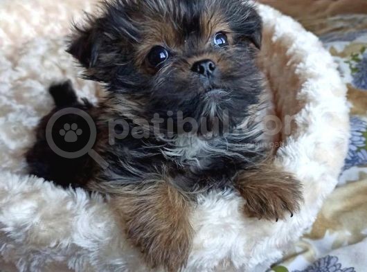 Morkie Orjınal Yavrumuz görsel