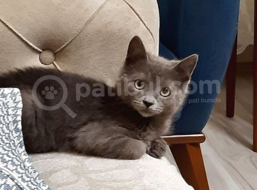 3.5 Aylık British Shorthair görsel
