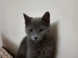 3.5 Aylık British Shorthair