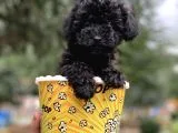 Irkının En İyisi Safkan Black Poodle Kızımız