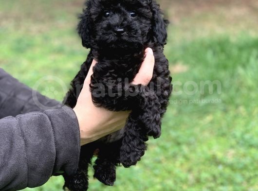 Orjinal Black Poodle Kızımız Irk Garantili görsel