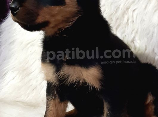 Rotweiller Bebek görsel